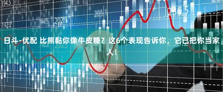 日斗-优配 比熊黏你像牛皮糖？这6个表现告诉你，它已把你当家人！